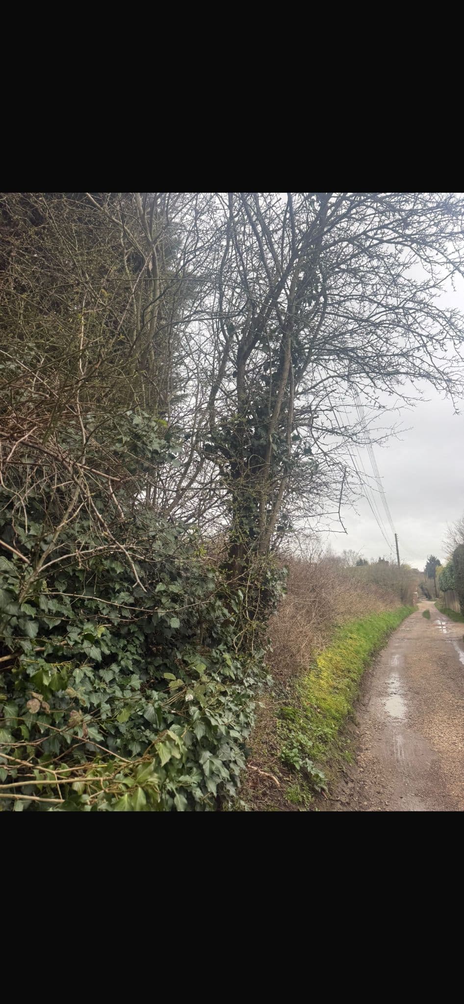 Muddy country lane bordered by dense ivy and bare winter trees under an overcast sky.